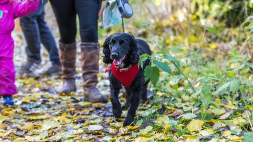 A black dog on a woodland walkat Acorn Bank, Cumbria